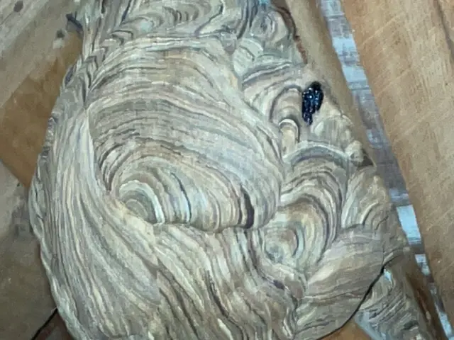 蜂の事で日常に不安やお困り事はありませんか？お見積もり無料ですご安心ください！！サービスの画像