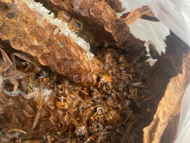 蜂の事で日常に不安やお困り事はありませんか？お見積もり無料ですご安心ください！！サービスの画像