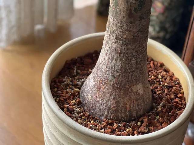 【夫婦で営む植物屋さんが訪問◎】大きな鉢や複数依頼も大歓迎！管理のアドバイスも！サービスの画像