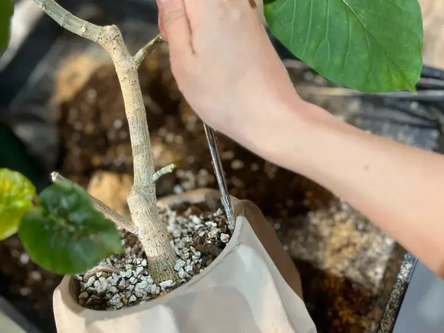 【夫婦で営む植物屋さんが訪問◎】大きな鉢や複数依頼も大歓迎！管理のアドバイスも！サービスの画像