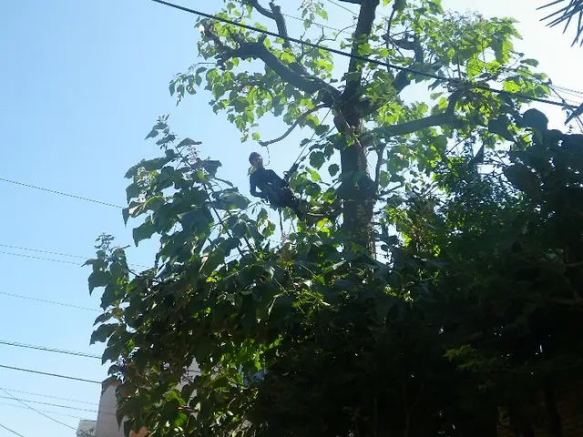 【土日祝日も対応！駐車場代無料】27年のベテラン庭師の私が伺います！サービスの画像