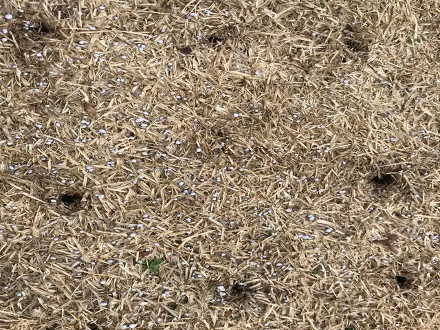 芝生エアレーションのご依頼を喜んで賜ります！マンション専用庭もお任せください！サービスの画像