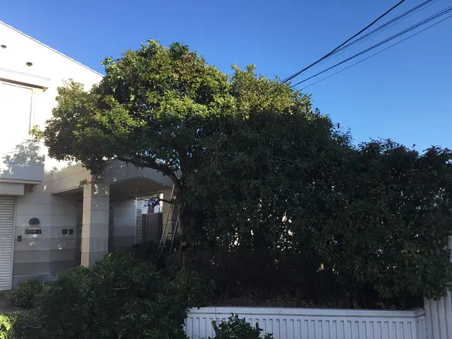 【庭木剪定】造り手の顔が見える仕事を心掛けています！お気軽にお問い合わせくださいサービスの画像