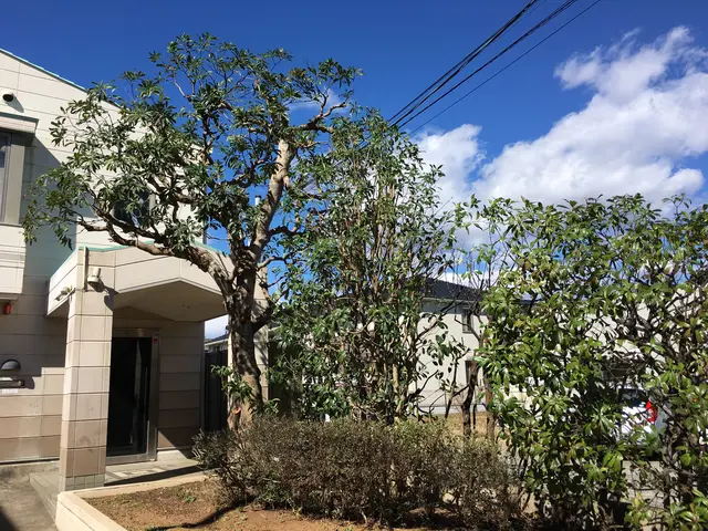 【庭木剪定】造り手の顔が見える仕事を心掛けています！お気軽にお問い合わせくださいサービスの画像