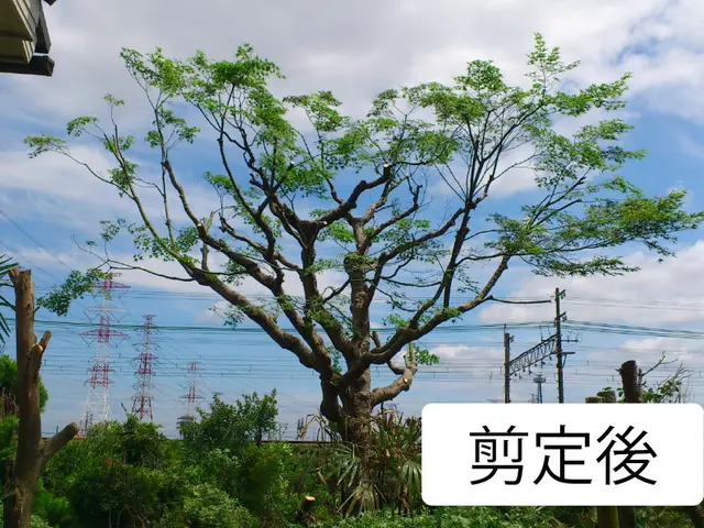 70年の歴史◎確かな技術・知識を提供致します！樹木の為にできることを一番に！サービスの画像