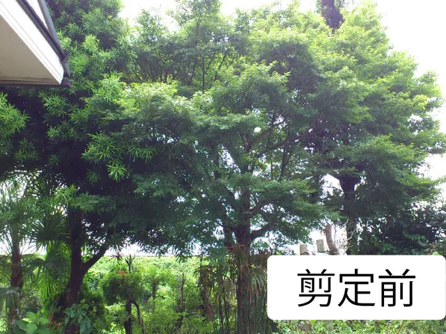 70年の歴史◎確かな技術・知識を提供致します！樹木の為にできることを一番に！サービスの画像