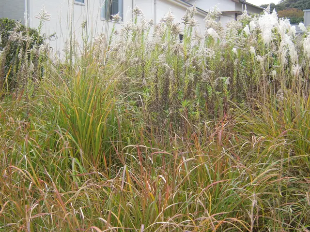 ◆「草刈り機」で大部分は『カット』します。◆「植木・庭石」付近は『手作業』です。サービスの画像