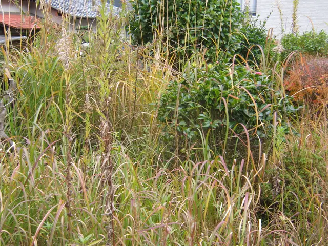 ◆「草刈り機」で大部分は『カット』します。◆「植木・庭石」付近は『手作業』です。サービスの画像