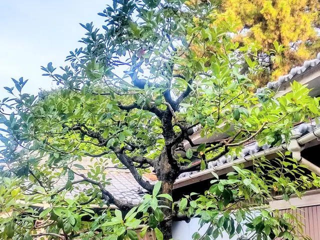 庭に関するお困りごと、お気軽にご相談くださいサービスの画像