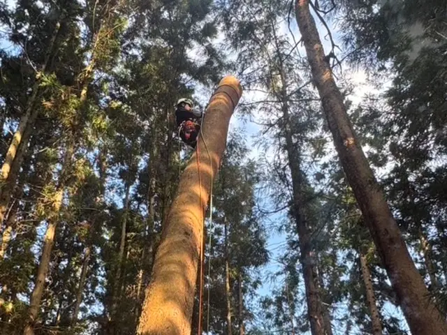 丁寧・迅速・騒音防止！ 庭木の伐採屋プロフェッショナル集団サービスの画像