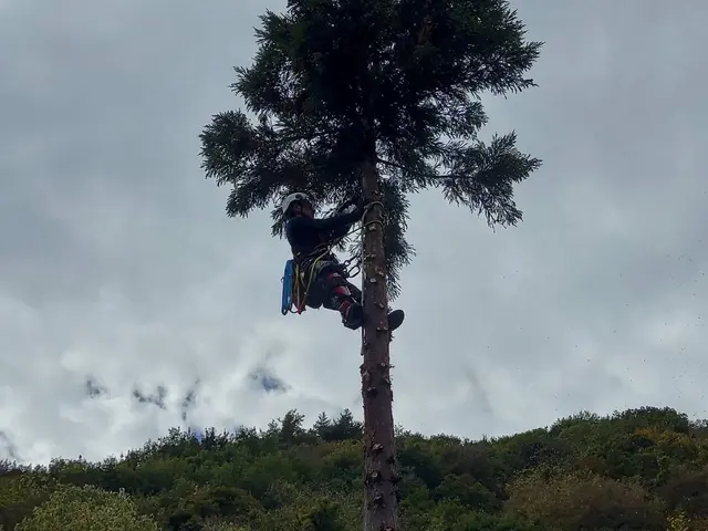 丁寧・迅速・騒音防止！ 庭木の伐採屋プロフェッショナル集団サービスの画像