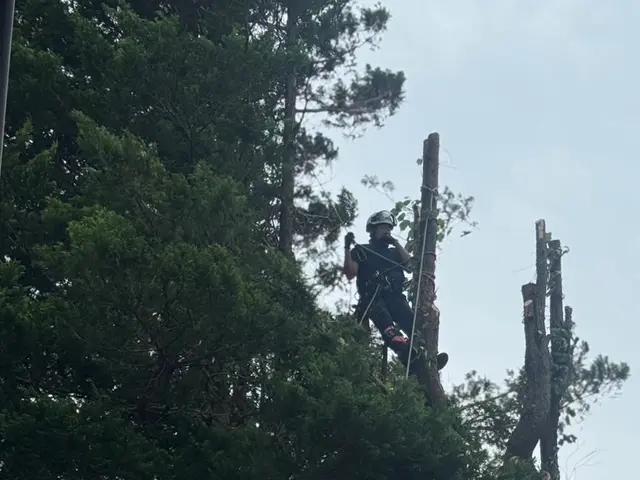 丁寧・迅速・騒音防止！ 庭木の伐採屋プロフェッショナル集団サービスの画像