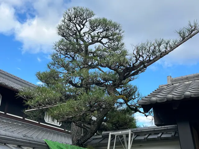 15年以上の実績！植木1本〜ご対応！手に負えなくなったお庭、綺麗に致します。サービスの画像