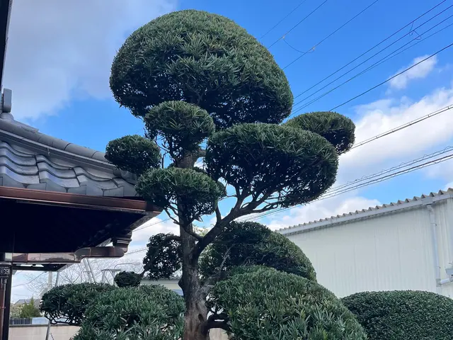 15年以上の実績！植木1本〜ご対応！手に負えなくなったお庭、綺麗に致します。サービスの画像