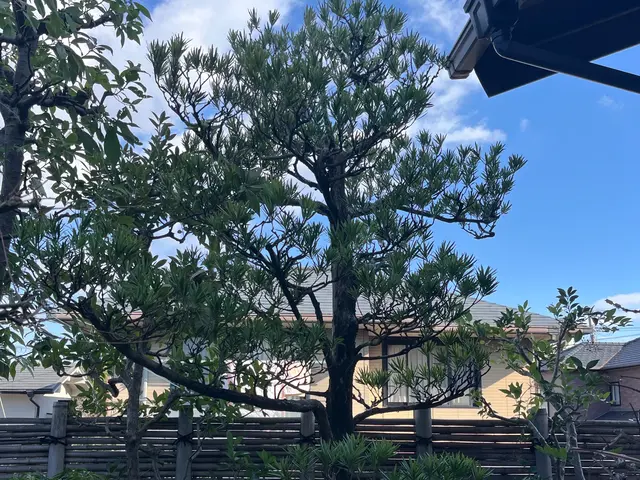 15年以上の実績！植木1本〜ご対応！手に負えなくなったお庭、綺麗に致します。サービスの画像