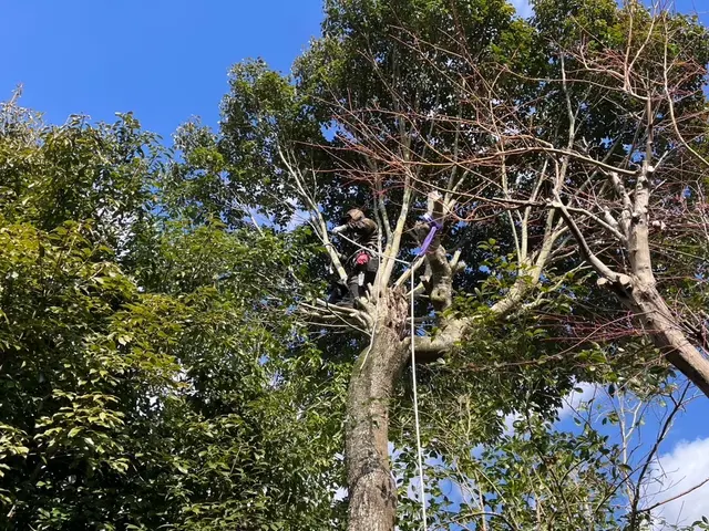 15年以上の実績！植木1本〜ご対応！手に負えなくなったお庭、綺麗に致します。サービスの画像