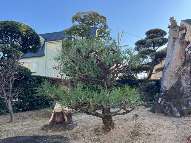 15年以上の実績！植木1本〜ご対応！手に負えなくなったお庭、綺麗に致します。サービスの画像