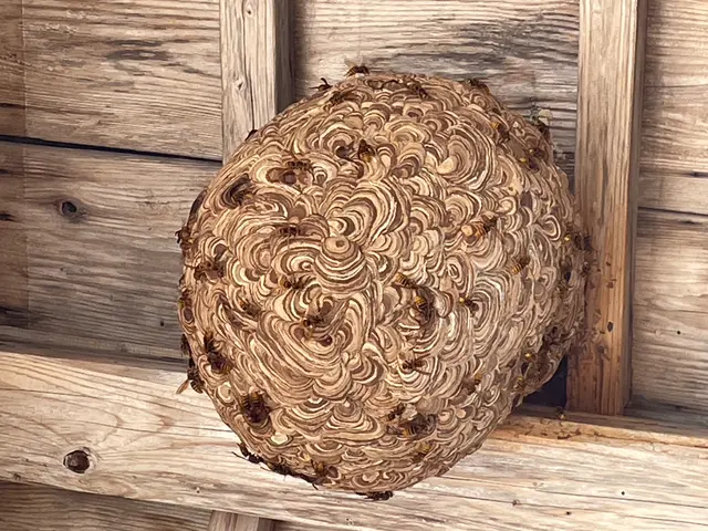 【11月即日対応可能日あり】☆スピード対応・スピード返信☆【アシナガ8800円】サービスの画像