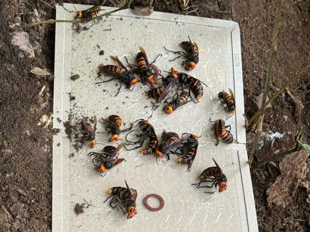 【11月即日対応可能日あり】☆スピード対応・スピード返信☆【アシナガ8800円】サービスの画像