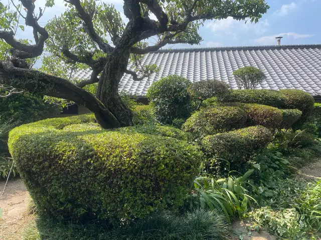 サツキツツジ類や花の終わった木の剪定お急ぎくださいサービスの画像