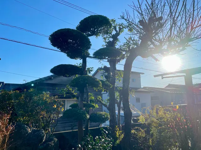 サツキツツジ類や花の終わった木の剪定お急ぎくださいサービスの画像