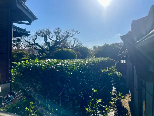 サツキツツジ類や花の終わった木の剪定お急ぎくださいサービスの画像