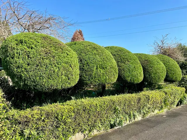 サツキツツジ類や花の終わった木の剪定お急ぎくださいサービスの画像