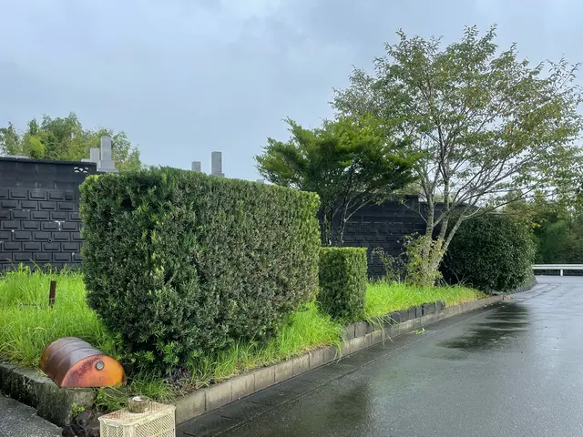 サツキツツジ類や花の終わった木の剪定お急ぎくださいサービスの画像