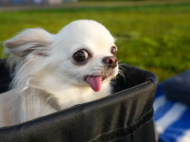 暮らしのマーケットご予約たくさんお礼割引【笑顔を引き出す匠の技！】