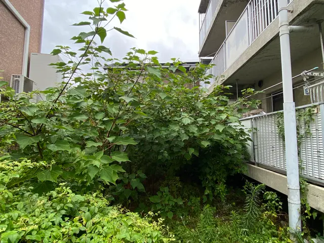 邪魔な木伐採！庭終い！スッキリお庭！20年の経験◎個人キャンプや山林開拓もOKサービスの画像