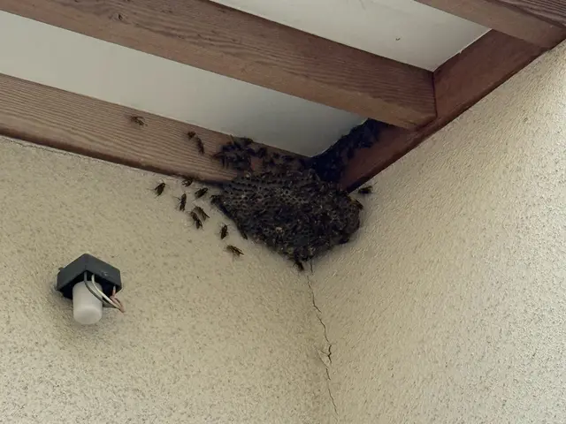 ハチの駆除サービスの画像