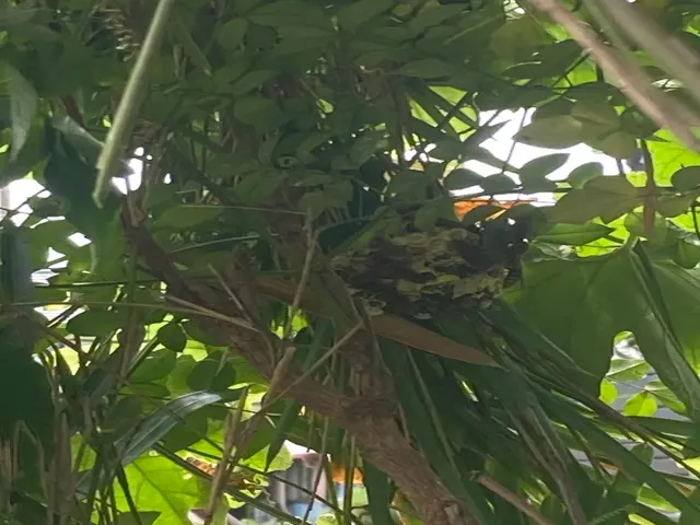 スズメバチ、あしながバチ、みつばちの駆除サービスの画像