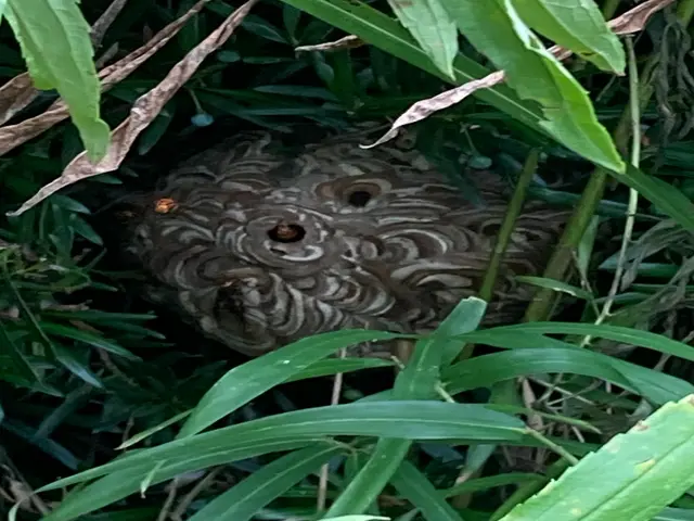 スズメバチ、あしながバチ、みつばちの駆除サービスの画像