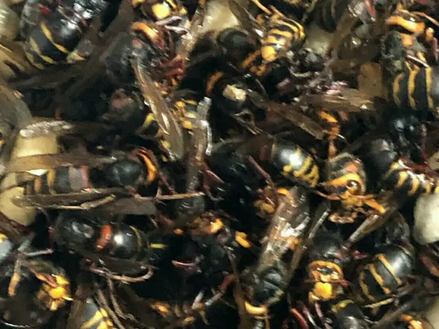 アシナガバチ8800円〜24時間現場急行致します！お気軽にお問い合わせくださいサービスの画像