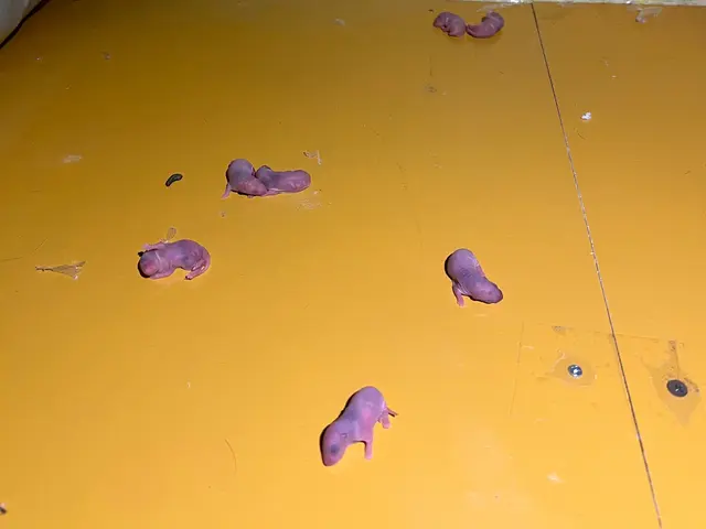 駆除の専門家である駆除王のネズミ駆除！相見積歓迎！施工技術・費用に自信あり！サービスの画像