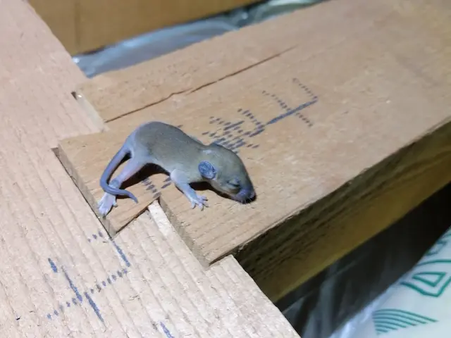 駆除の専門家である駆除王のネズミ駆除！相見積歓迎！施工技術・費用に自信あり！サービスの画像