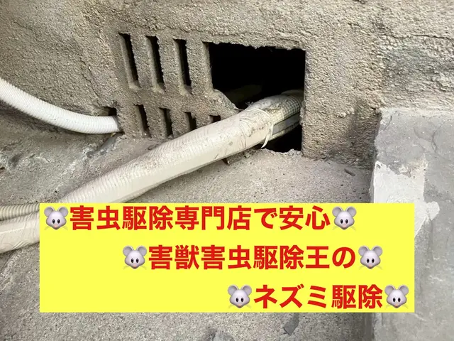 害虫駆除の専門家！害獣害虫駆除王だから安心して依頼できるネズミ駆除！サービスの画像