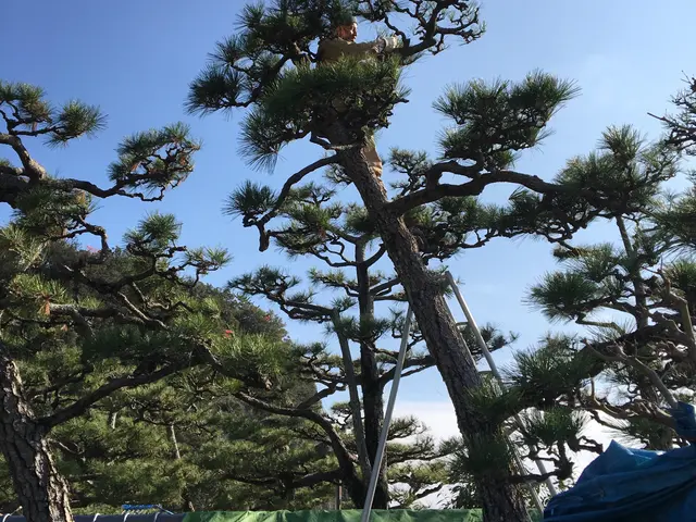 【1級造園施工管理技士】　　緑のある素敵なお住まいで　快適な暮らしのお手伝い！サービスの画像