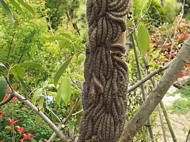 個人庭を中心に実務40年の一級造園施工管理士です。害虫駆除等もお任せくださいサービスの画像