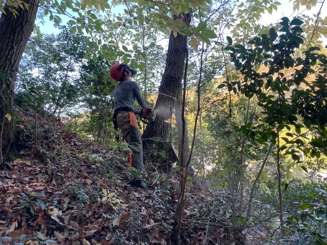 倒せない木も対応。難所・特殊伐採も安心して任せられる職人です。サービスの画像