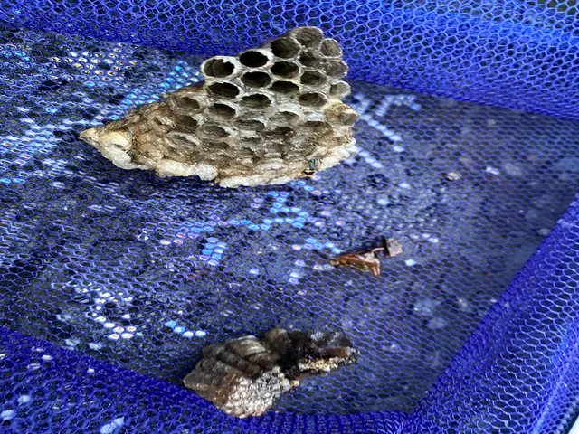 《あなたの暮らしの御用聞き》危険な蜂の巣駆除、お任せください！技術で徹底駆除！サービスの画像