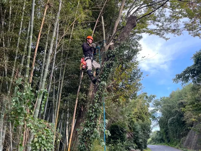庭木すっきり伐採・抜根サービスの画像