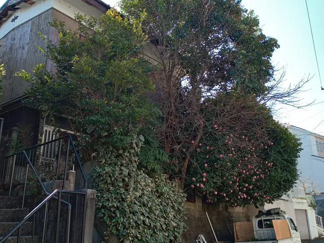 写真でのお見積り可能です！作業代はゴミ処分代込みです！伐採と抜根は別料金ご注意をサービスの画像