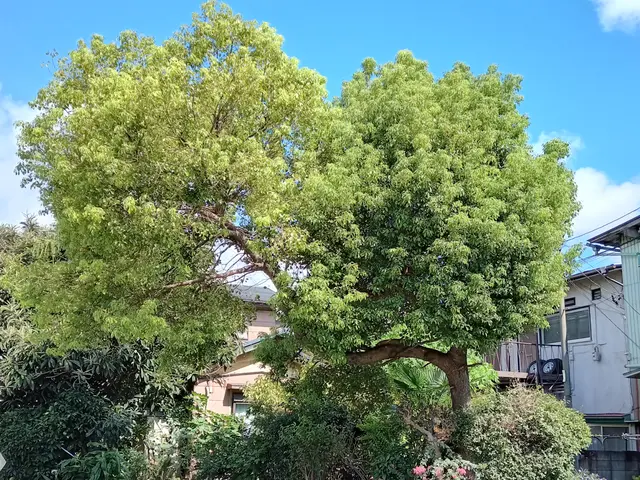 ご要望をお聞かせ下さい！立木の抜根作業は伐採・抜根作業料金が掛かります！ご注意をサービスの画像