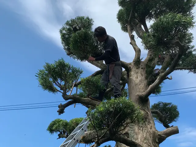 ◆見積り・相談無料◆　お庭や会社の生垣など伸びてしまった木々の剪定いたします。サービスの画像