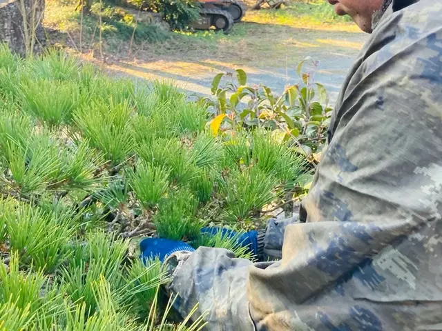 ◆見積り・相談無料◆　お庭や会社の生垣など伸びてしまった木々の剪定いたします。サービスの画像