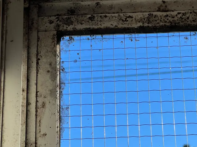 きれいな窓から見たいペルシャンブルーの空！きっと気持ちもやすらぎますよ！サービスの画像