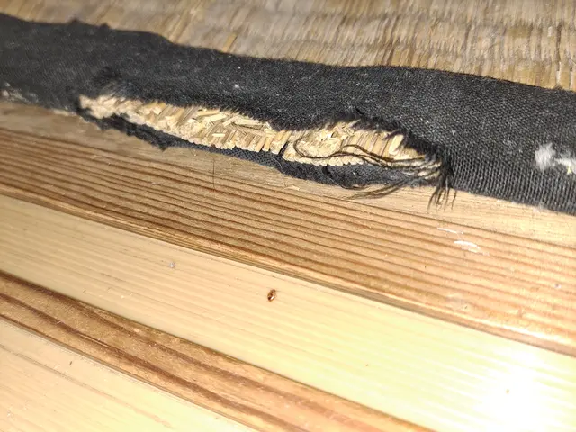 トコジラミ駆除の経験豊富です！害虫駆除の国家資格有り。私がなんとかしてみせます！サービスの画像