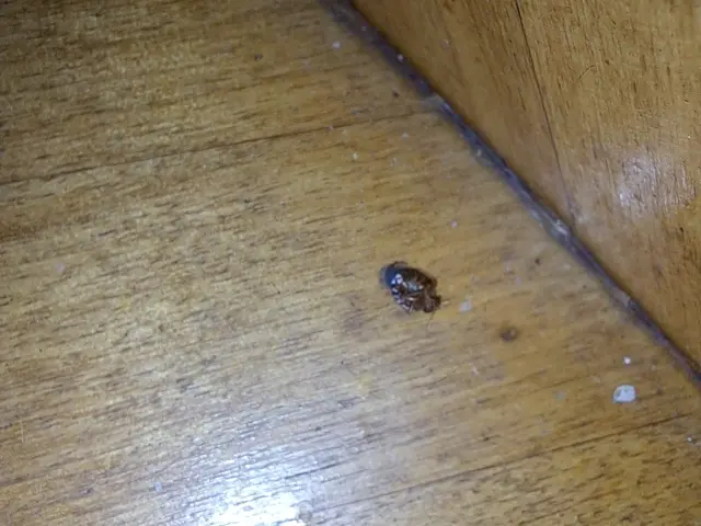 トコジラミ駆除の経験豊富です！害虫駆除の国家資格有り。私がなんとかしてみせます！サービスの画像