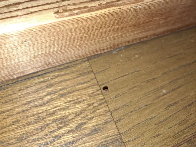 トコジラミ駆除の経験豊富です！害虫駆除の国家資格有り。私がなんとかしてみせます！サービスの画像